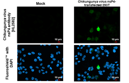Anti-Chikungunya virus nsP4 antibody [HL2582] used in Immunocytochemistry/ Immunofluorescence (ICC/IF). GTX638960
